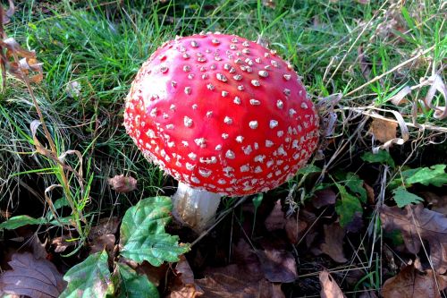 mushroom toxic red