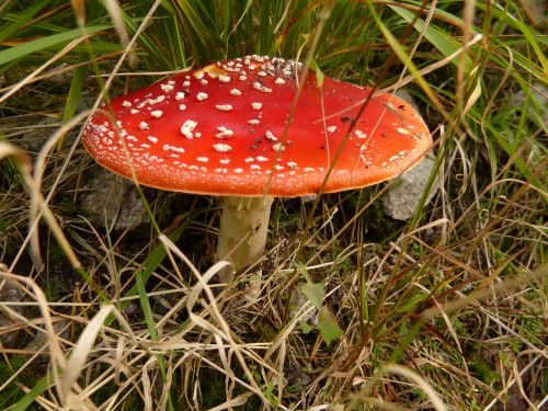 mushroom fly agaric toxic