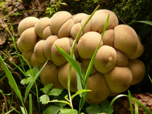 mushroom forest nature