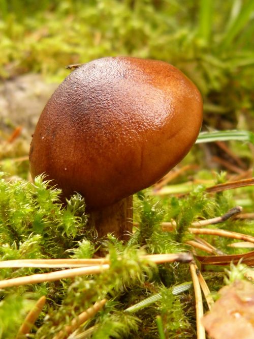 mushroom forest nature