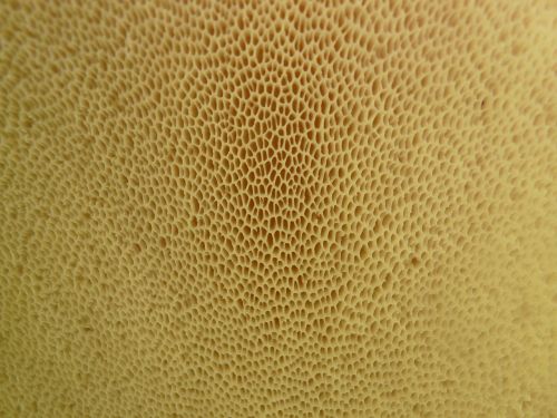 mushroom mushroom base lamellar