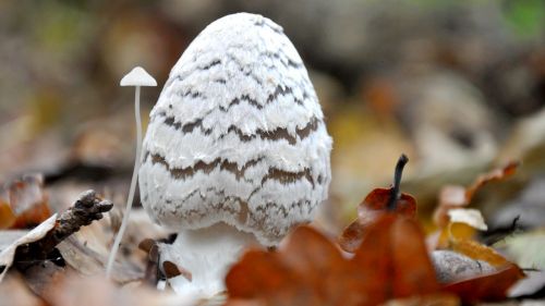 mushroom company white