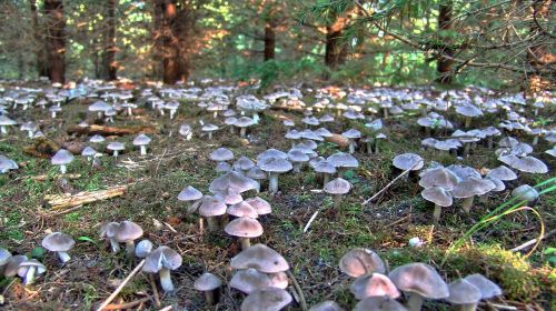 mushroom abundance forest