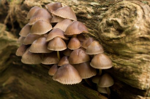 mushroom forest brown