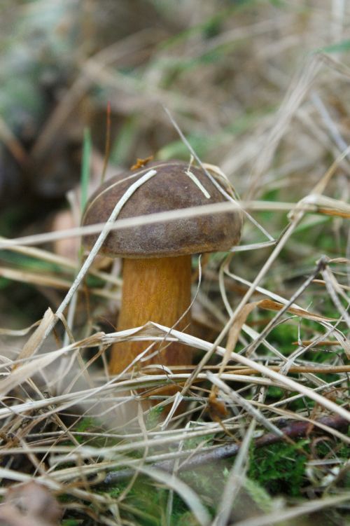 mushroom grass brown