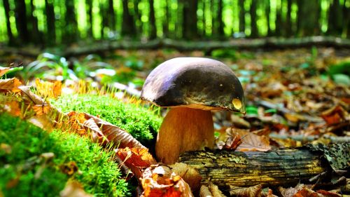 mushroom porcini mushrooms autumn