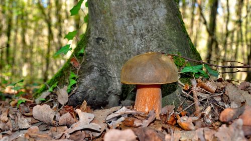 mushroom porcini mushrooms autumn
