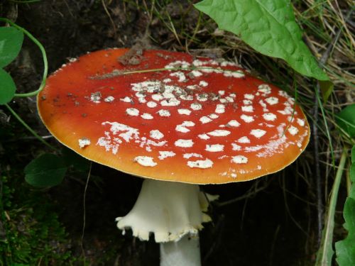 mushroom fly agaric red