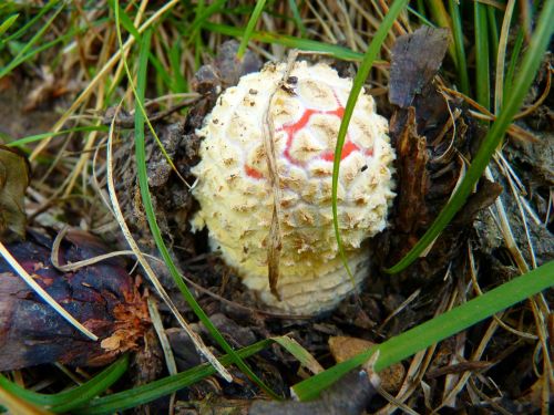 mushroom fly agaric small