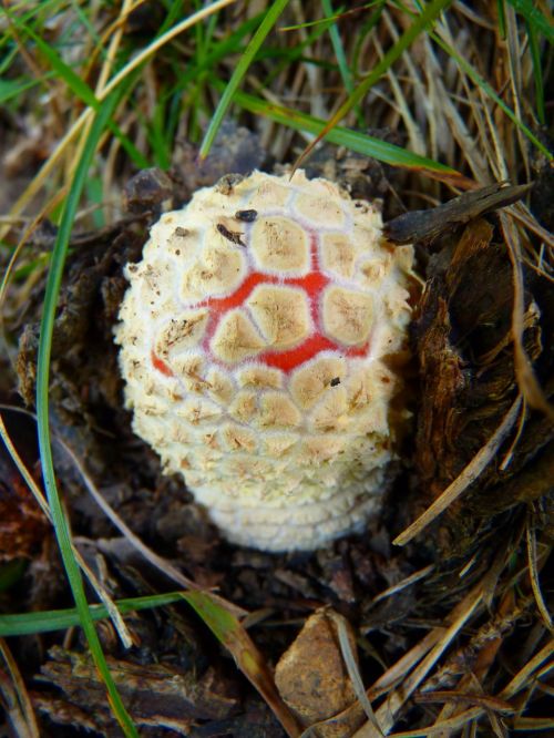 mushroom fly agaric small