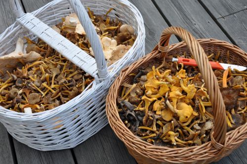 mushroom sponge basket chanterelle mushrooms