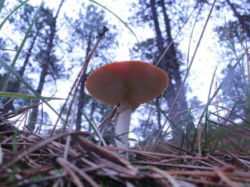 mushroom autumn nature