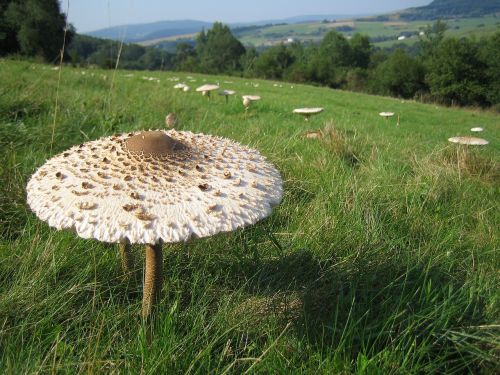 mushroom meadow nature