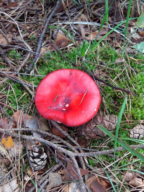 mushroom fly agaric forest