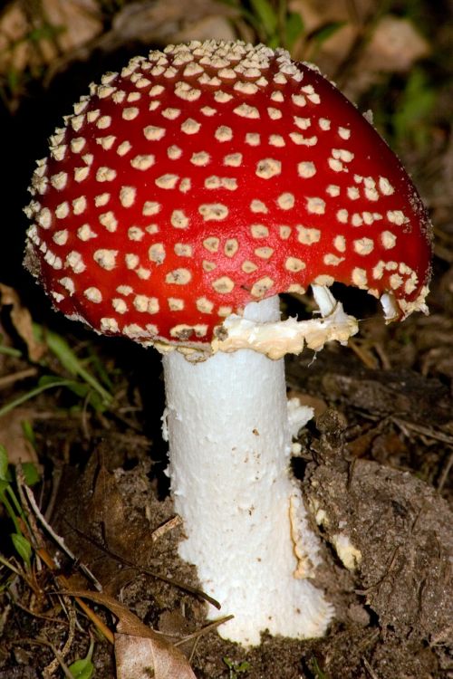 mushroom red fly agaric mushroom matryoshka