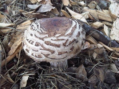mushroom camouflage bark