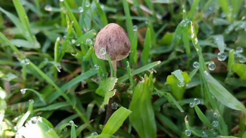 mushroom fungi nature