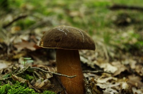 mushroom porcini mushrooms forest