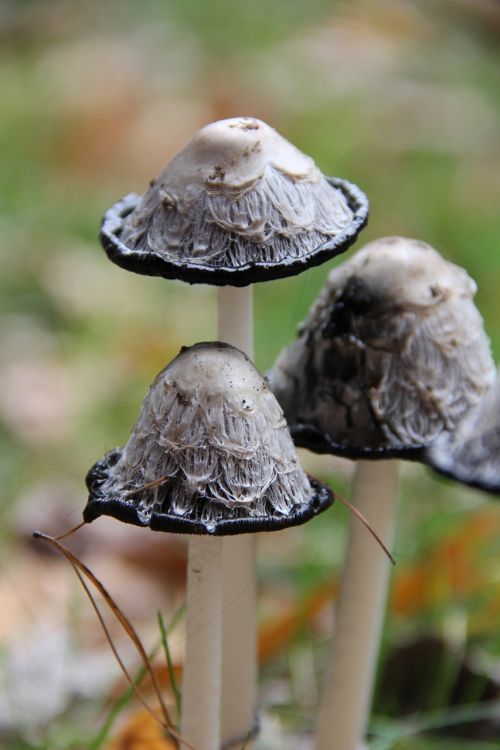 mushroom macro outdoors