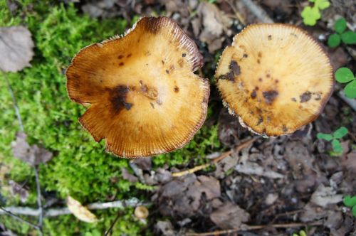 mushroom nature natural