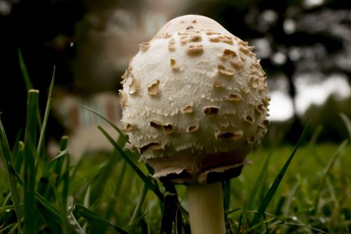 mushroom mycology nature