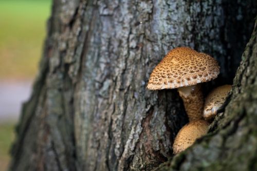 mushroom tree parasite