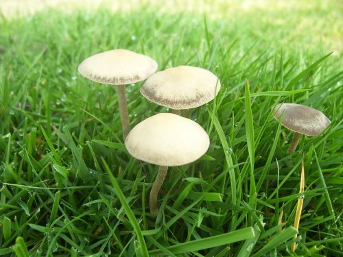 mushroom grass nature