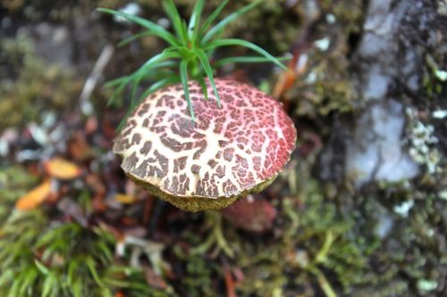 mushroom tasmania cradle mountain