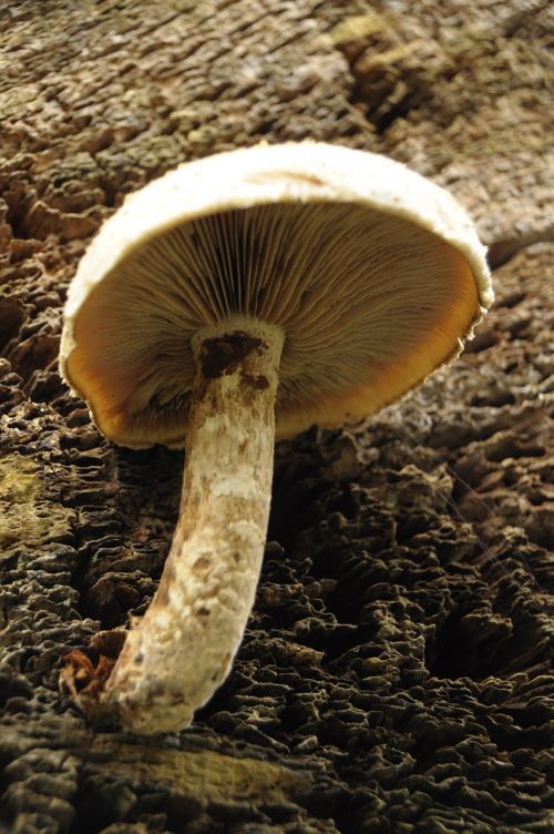 mushroom tribe mushrooms on tree