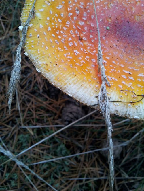 mushroom autumn grass