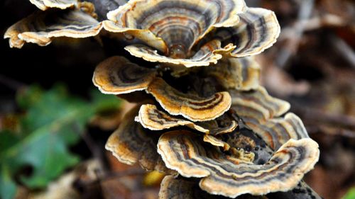 mushroom autumn forest