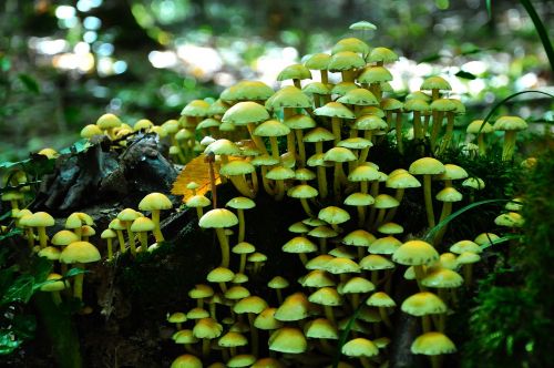 mushroom autumn nature