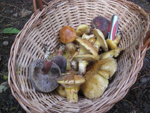 mushroom harvest basket