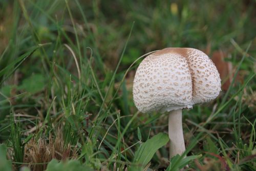 mushroom close-up grass