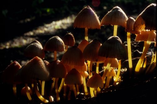 mushroom forrest nature