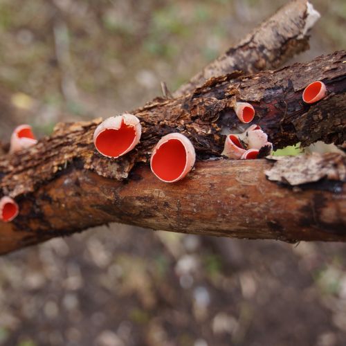 mushroom punamaljakas sarcoscypha austriaca