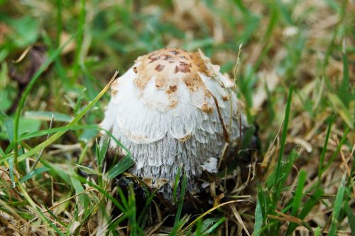 mushroom meadow forest