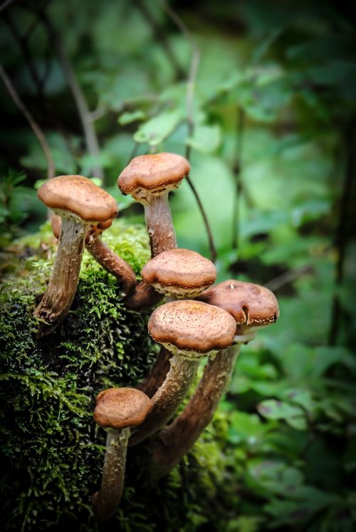 mushroom forest moss