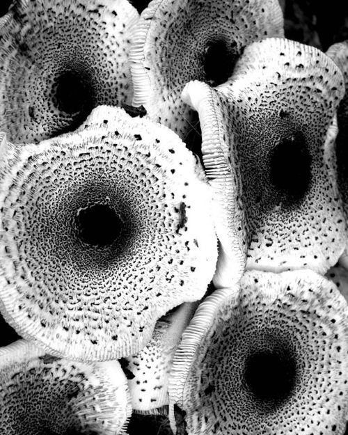 mushroom black and white design