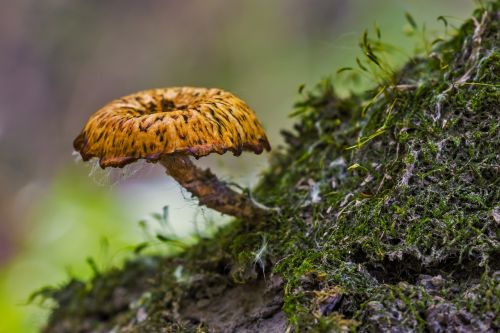 mushroom small nature