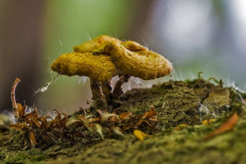 mushroom small nature