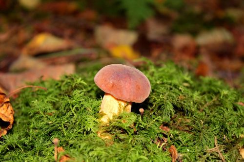 mushroom moss autumn