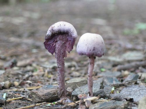 mushroom fungus forest