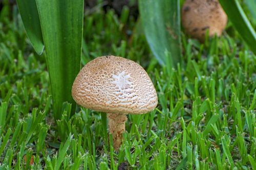 mushroom tropical nature