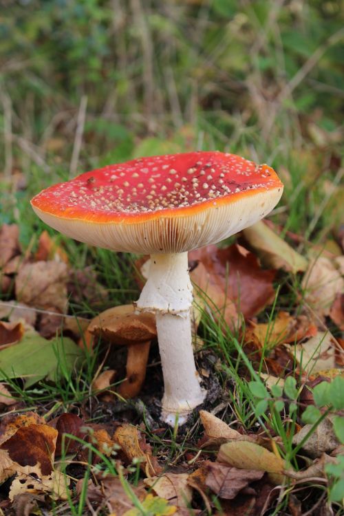 mushroom mushrooms autumn