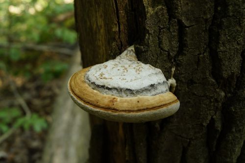 mushroom wood forest