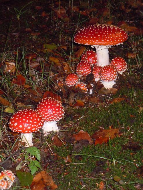 mushroom nature agaric