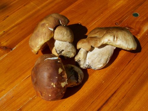 mushroom brown edible