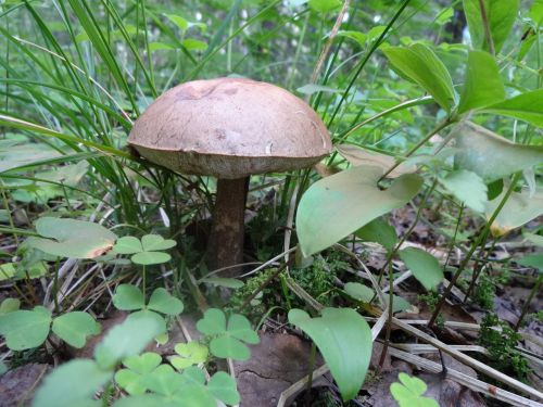 mushroom nature fungi