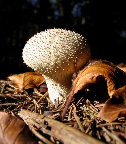 mushroom bovist forest